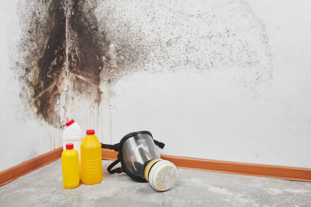 Mold Removal and Inspection in Waterville, OH